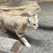 脂肪吸引後用】湘南美容外科 YAMAN キャビテーション 美顔器 - メルカリ