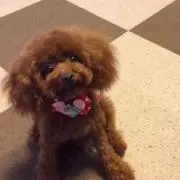 はなちゃん