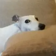 れんの画像