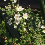 モモーイの画像