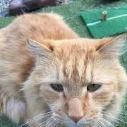 リツモ
