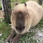 Hajimeの画像