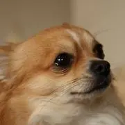 アイスの画像