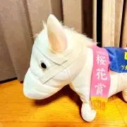 ドリームジャーニー