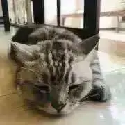 ケイトの画像