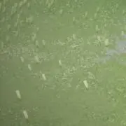 はやしの画像