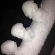 mama 即買い禁止の画像