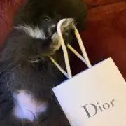 ナイン