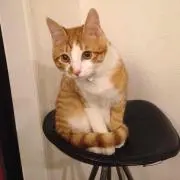 ミーコの画像