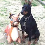 ルルの画像