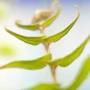シャイアン