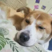 ゆみの画像