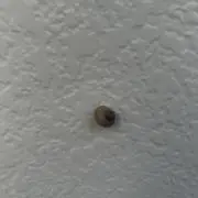 マルチに活躍する顔
