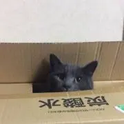 きゅうせんさん