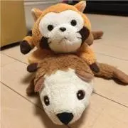 Kokoの画像