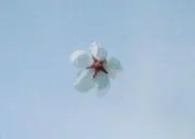 桜湾の画像