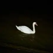 taroの画像