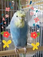 ★プイプイ★