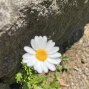 RISA☆の画像