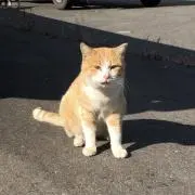 かにの画像