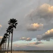 ティムールの画像