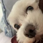 よしお！の画像