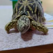 トシ