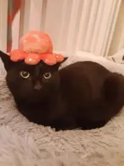 ぽみゅぽみゅの画像