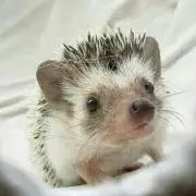 ハリル