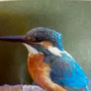カワセミの画像