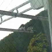 かずこの画像