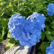 little_flowerの画像