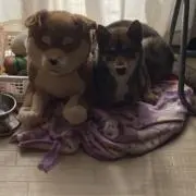 モリゾウの画像