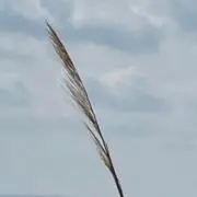 ぴょん吉の画像