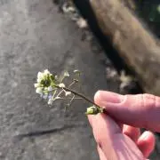 Polkaの画像