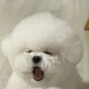 ちゃんじゃの画像