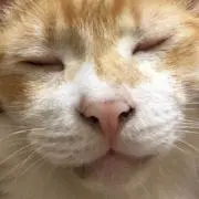ミの画像