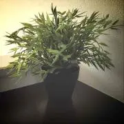 totoの画像