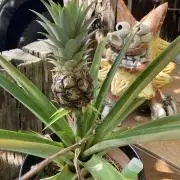 ごみてる