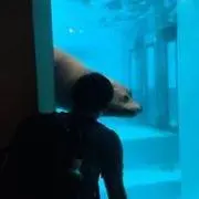 蓮