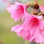 ちゅららんの画像