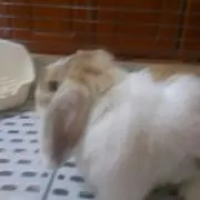 もんちゃん