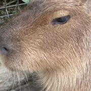 RAO_kun