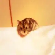 ハム太郎の画像