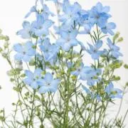 ミント✿即購入・まとめ買い歓迎✿の画像