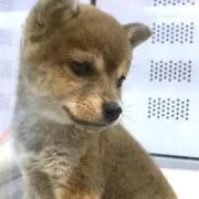 おりりん＊プロフ見てねの画像