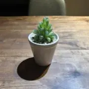 まことの画像