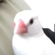 マル吉の画像
