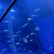 susuの画像