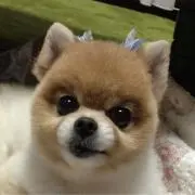 ルルの画像